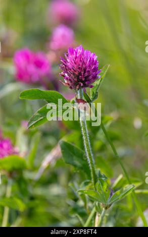 Trifoglio rosso "Trifolium pratense" che cresce selvatico nel prato estivo. Wicklow, Irlanda Foto Stock