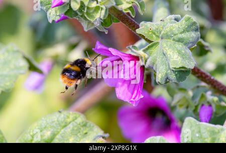 Bumblebee 'Bombus pratorum' che si nutre di fiori rosa di Malva arborea. Un insetto che vola. Wicklow, Irlanda Foto Stock