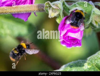 Due dei primi Bumblebee 'Bombus pratorum' che si nutrono di fiori rosa di Malva arborea. Un insetto che vola. Wicklow, Irlanda Foto Stock