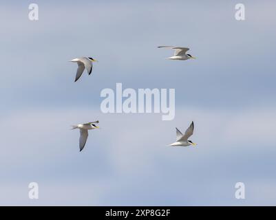 Piccolo uccello tern 'Sternula albifrons' in varie posizioni di volo o volo in cielo. Contea di Wicklow, Irlanda Foto Stock