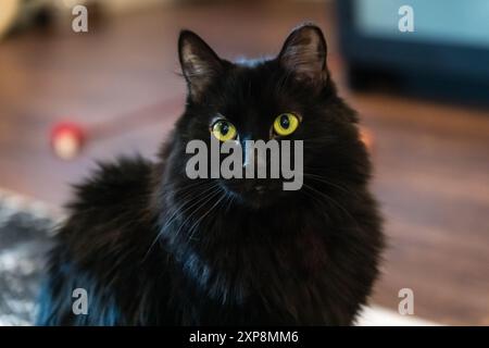 Gatto nero domestico dai capelli lunghi con occhi verdi brillanti e dall'aspetto attento e curioso. Foto Stock