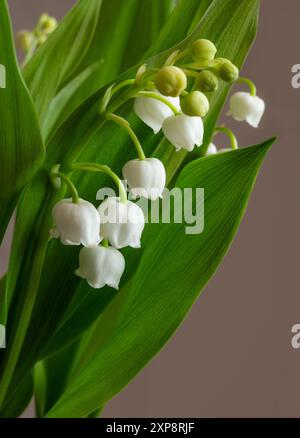 Muguet du 1er mai Foto Stock