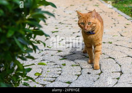 Un gatto soffice allo zenzero con coda rialzata cammina lungo il sentiero del parco Foto Stock