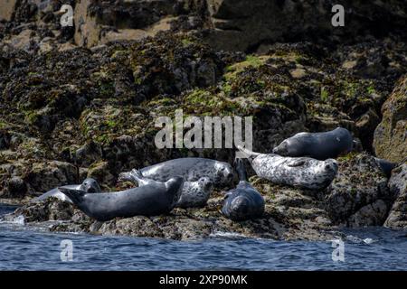 Colonia con gruppo di foche grigie dell'Atlantico (Halichoerus Grypus) sull'isola di maggio nel Firth of Forth vicino ad Anstruther in Scozia Foto Stock