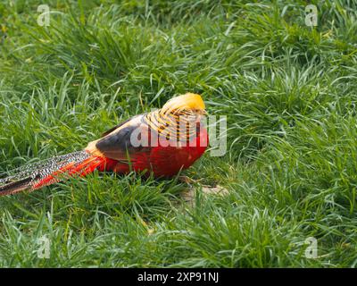 Fagiano d'oro o Chrysolophus pictus, noto anche come fagiano cinese. Uccello luminoso con piume color arcobaleno in erba. Foto Stock