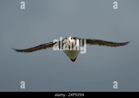 La specie di uccelli marini Atlantic Puffin (Fratercula arctica) vola sull'isola di maggio nel Firth of Forth vicino ad Anstruther in Scozia Foto Stock