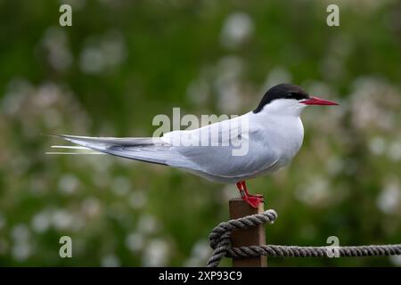 Specie di uccelli marini Terna artica (Sterna Paradisaea) sull'isola di maggio nel Firth of Forth vicino Anstruther in Scozia Foto Stock