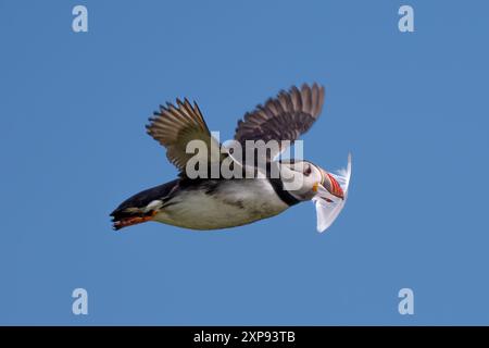 La specie di uccelli marini Atlantic Puffin (Fratercula arctica) con Feather vola sull'isola di May nel Firth of Forth vicino ad Anstruther in Scozia Foto Stock