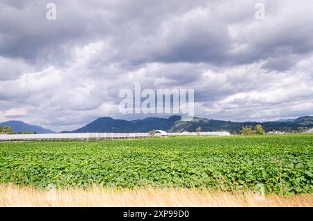 Fattorie agricole a Mission, Fraser Valley, British Columbia, Canada Foto Stock