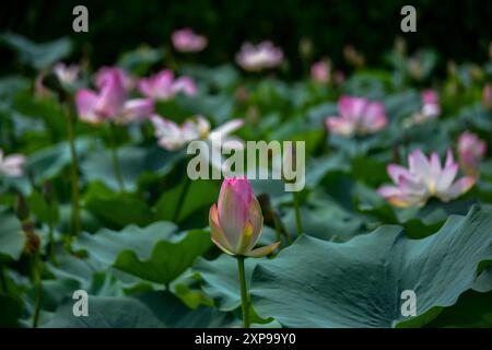 Un fiore di loto è visibile negli interni del famoso lago dal durante una calda giornata estiva a Srinagar. I fiori di loto fioriscono nel Kashmir durante i mesi di luglio e agosto nei giardini galleggianti del lago dal. I fiori e le foglie possono sollevarsi fino a quattro piedi dalla superficie dell'acqua sui loro steli sottili. La radice di loto, nota anche come Nadru o Nelumbo nucifera, è una prelibatezza mangiata dal popolo del Kashmir. Gli steli vengono anche raccolti e utilizzati nella cucina locale. Foto Stock