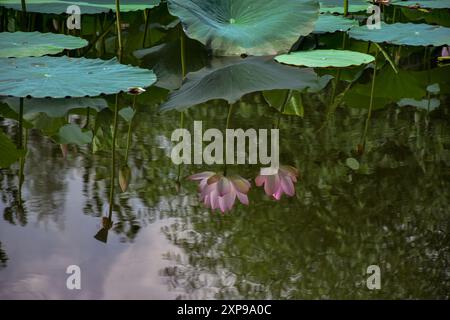 I fiori di loto in piena fioritura si riflettono sulle acque del lago dal durante una calda giornata estiva a Srinagar. I fiori di loto fioriscono nel Kashmir durante i mesi di luglio e agosto nei giardini galleggianti del lago dal. I fiori e le foglie possono sollevarsi fino a quattro piedi dalla superficie dell'acqua sui loro steli sottili. La radice di loto, nota anche come Nadru o Nelumbo nucifera, è una prelibatezza mangiata dal popolo del Kashmir. Gli steli vengono anche raccolti e utilizzati nella cucina locale. Foto Stock