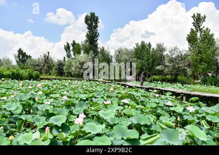 Gli abitanti passeranno davanti ai fiori di loto che galleggiano negli interni del famoso lago dal durante una calda giornata estiva a Srinagar. I fiori di loto fioriscono nel Kashmir durante i mesi di luglio e agosto nei giardini galleggianti del lago dal. I fiori e le foglie possono sollevarsi fino a quattro piedi dalla superficie dell'acqua sui loro steli sottili. La radice di loto, nota anche come Nadru o Nelumbo nucifera, è una prelibatezza mangiata dal popolo del Kashmir. Gli steli vengono anche raccolti e utilizzati nella cucina locale. (Foto di Saqib Majeed/SOPA Images/Sipa USA) Foto Stock