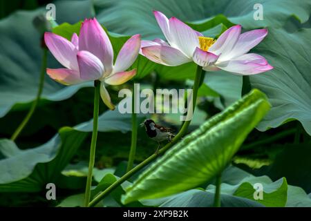 Un uccello riposa sui fiori di loto in fiore negli interni del famoso lago dal durante una calda giornata estiva a Srinagar. I fiori di loto fioriscono nel Kashmir durante i mesi di luglio e agosto nei giardini galleggianti del lago dal. I fiori e le foglie possono sollevarsi fino a quattro piedi dalla superficie dell'acqua sui loro steli sottili. La radice di loto, nota anche come Nadru o Nelumbo nucifera, è una prelibatezza mangiata dal popolo del Kashmir. Gli steli vengono anche raccolti e utilizzati nella cucina locale. (Foto di Saqib Majeed/SOPA Images/Sipa USA) Foto Stock