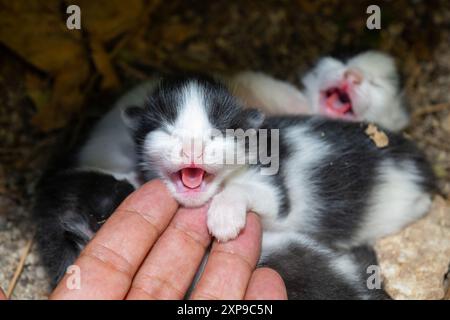 I gattini appena nati piangono per strada. Foto Stock