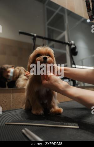 Il cane di piccola taglia riceve un trattamento per la cura del corpo presso un salone per animali domestici nelle ore mattutine Foto Stock