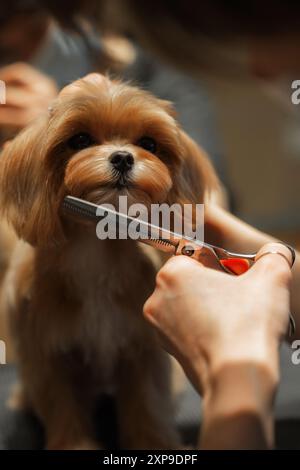 Adorabile cane che viene curato da un operatore professionista in un salone luminoso Foto Stock