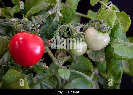 Un abbondante cespuglio di piante di pomodoro con un pomodoro rosso brillante, ciliegio maturo e frutti verdi più piccoli e non maturi. Foglie verdi su sfondo nero completamente organiche Foto Stock