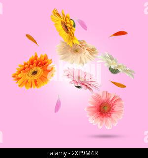 Fiori di gerbera colorati in aria su sfondo rosa Foto Stock
