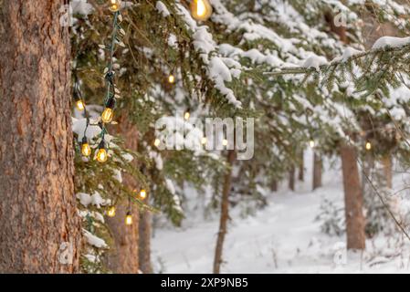 Camminando attraverso un paese delle meraviglie invernali con alberi innevati di abete rosso e lampadine che costeggiano il sentiero in inverno con uno splendido paesaggio. Foto Stock