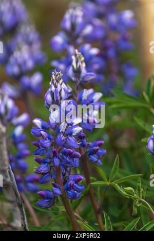 Fiori viola di delfinio selvatico in estate. Larkspur a fuoco con sfondo sfocato. Preso in estate nel nord del Canada. Foto Stock