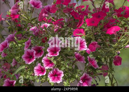 Bellissimi fiori visti in estate con petali sani e colorati. Petunie margherite rosa caldo e brillanti con colori fucsia sorprendenti. Foto Stock
