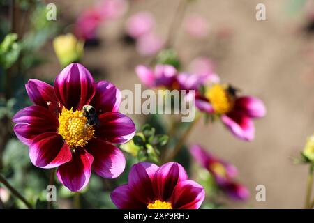 Schifoso Dahlia Foto Stock