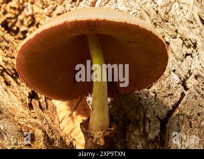 Funghi a forma di fungo (sgabelli di rospo) che crescono sul lato di un albero di quercia in una foresta dopo la pioggia!! Foto Stock