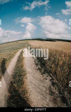 Country Road Through Golden Field Foto Stock