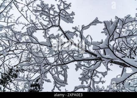 Splendida foresta boreale ricoperta di meravigliose meraviglie bianche con abeti rossi e pini in inverno con neve innevata che copre l'intero paesaggio. Territorio dello Yukon, Canada Foto Stock