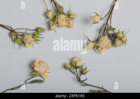 Rose beige essiccate. Giacere su uno sfondo bianco. Foto Stock
