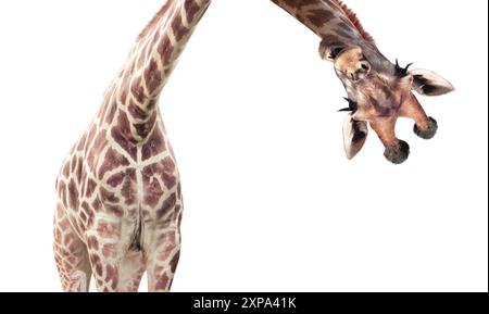 Testa di giraffa appesa al rovescio. Curiose giraffe sbirciano dall'alto. Simpatica giraffa a bocca aperta sembra interessata. Gli animali osservano in modo interessante. IO Foto Stock