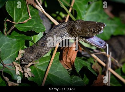 Il serpente dice Natrix tessellata è visto in Svizzera il 17 gennaio 2024 Foto Stock