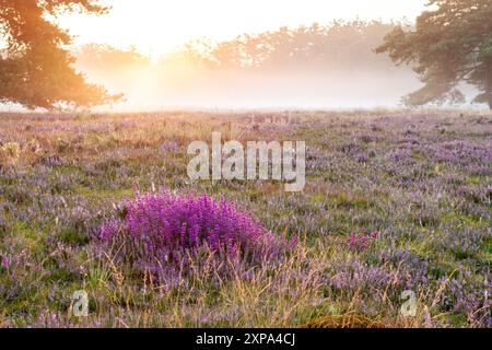 BAKKEVEEN - a causa delle forti precipitazioni, le brughiere della riserva naturale di Mandefjild fioriscono presto. L'erica diventa viola chiaro e alcune aree sono già viola brillante. In questo modo si ottengono immagini bellissime durante l'alba e la nebbia. ANP / Hollandse Hoogte / CAMJO media netherlands Out - belgium Out Foto Stock