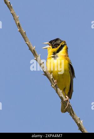 A testa nera bunting (Emberiza melanocephala) Foto Stock