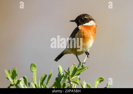 European stonechat (Saxicola rubicola) Foto Stock