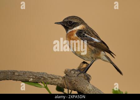 European stonechat (Saxicola rubicola) Foto Stock