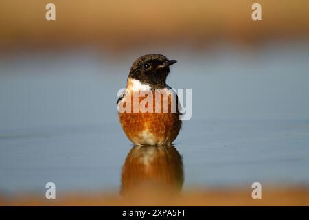 European stonechat (Saxicola rubicola) Foto Stock