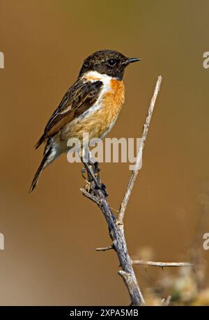 European stonechat (Saxicola rubicola) Foto Stock