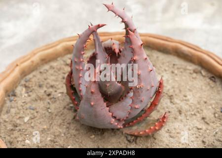 Aloe rossa calda (Aloe aculeata) in una grande pentola di terracotta Foto Stock