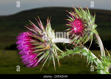 Carduus nutans (cardo muschiato) è originario dell'Eurasia e del Nord Africa. Cresce in prati e praterie, in particolare su calcare. Foto Stock