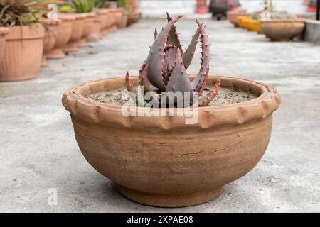 Primo piano dell'Aloe Aculeata Plant in Terracotta Pot Foto Stock