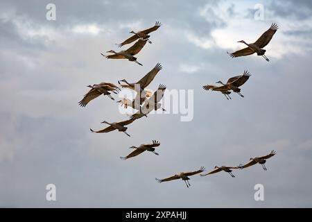 Al mattino, un gregge di gru di sabbia vola via per mangiare Foto Stock