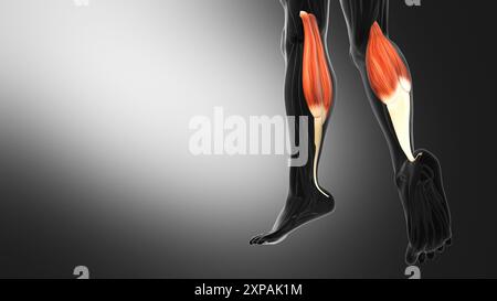 Anatomia dei muscoli del Gastrocnemius Foto Stock