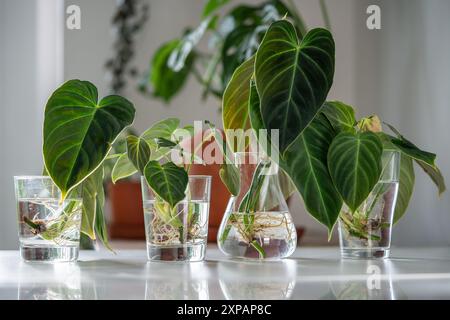 Germogli della fabbrica Philodendron Splendid in vetro. Semplice propagazione di piante da casa per fusto in acqua Foto Stock