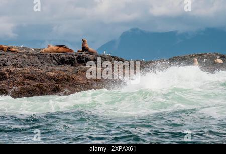 Leoni marini sulla riva del mare Foto Stock