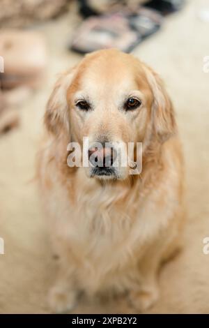 Golden retriever seduto al chiuso, guardando direttamente la telecamera Foto Stock