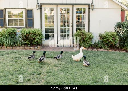 Gruppo di anatre che camminano su un prato di fronte a una casa con porte di vetro Foto Stock