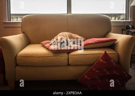 Cane Brown Puggle che dorme sul divano di fronte alla finestra Foto Stock