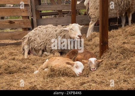 two brown baby lambs and mother ewe lying and sleeping on hay Foto Stock