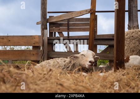 Le pecore beige Katumsky o Katumas ovis aries giacciono sul fieno Foto Stock